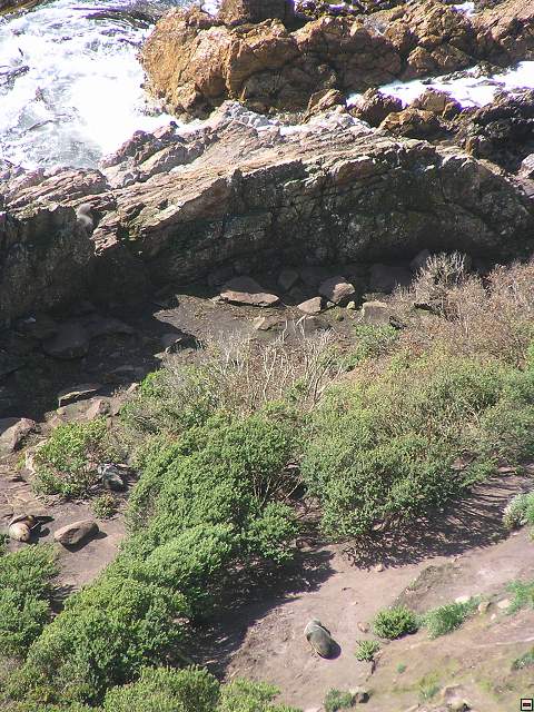 The Catlins Coast 017.jpg